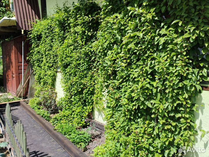 Лимонник китайский