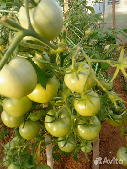 Семена коллекционных сортов томатов и перцев