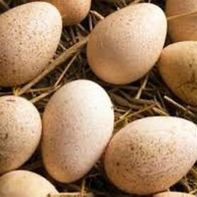 Утинные, куриные, индюшачьи яйца для инкубации