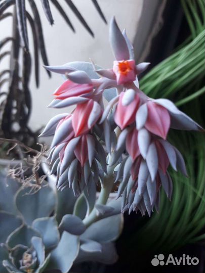 Красота поднебесная и Ципирус, суккуленты