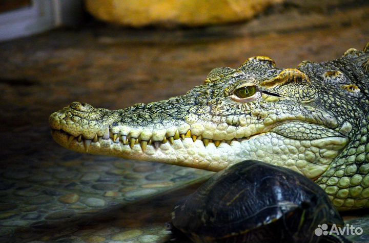 Зеркальный фотоаппарат Nikon D5100+55-200mm