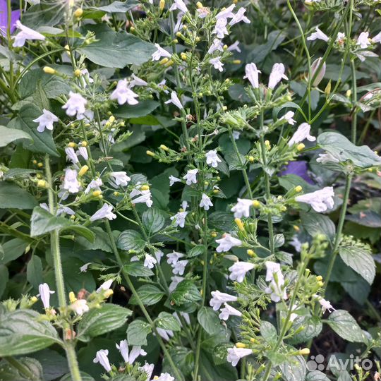 Душевик котовниковый