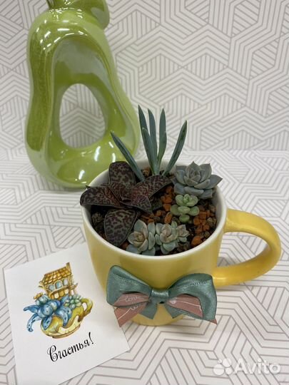 Суккуленты композиция