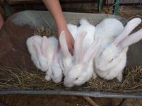 Кролики малыши фландер 3,4месяца