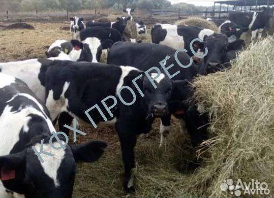 Бычки телята