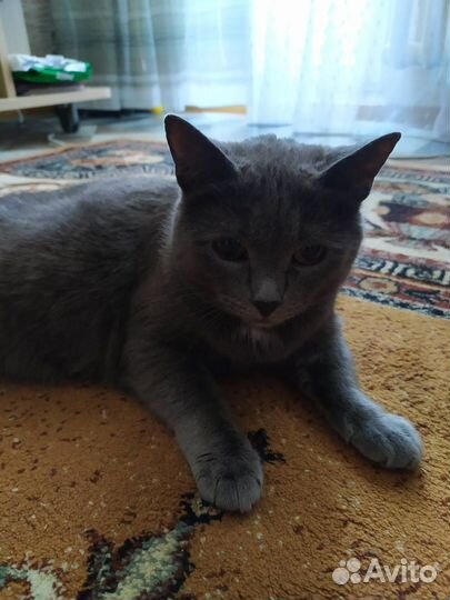 Отдам кота в добрые руки