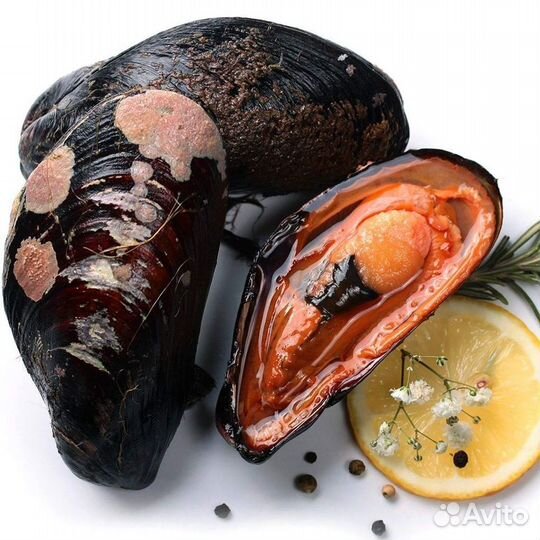 Живые устрицы опт и розница