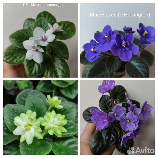 Сортовые фиалки