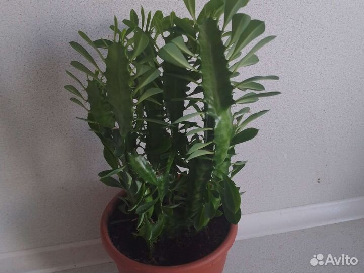 Молочай трехгранный(эуфорбид тригона), хавортия