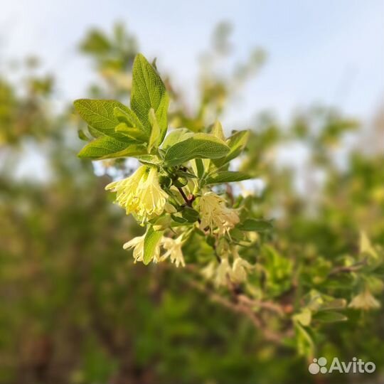 Плодовые деревья и саженцы