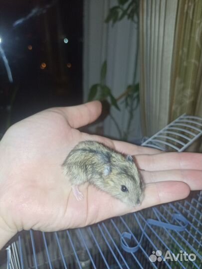 Джунгарский хомяк,малыши