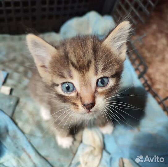 Милые котята в добрые руки