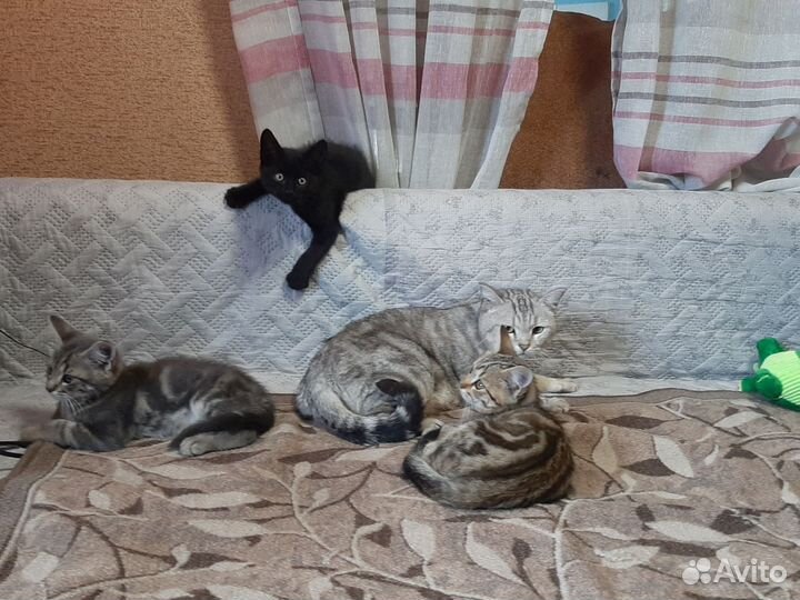 Британские котята