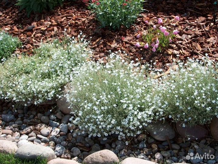 Вербейник монетчатый,живучка,копытень,гвоздика,ясн