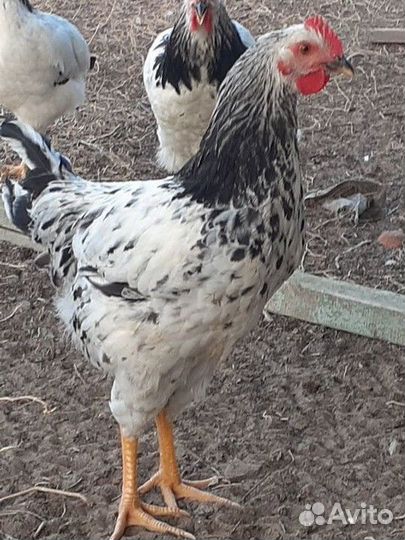 Петухи 4 месяца