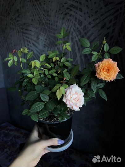 Роза в горшке,комнатные цветы,саженцы