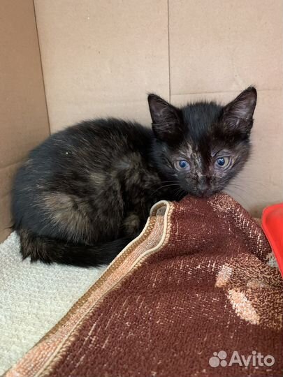 Котята в добрые руки бесплатно