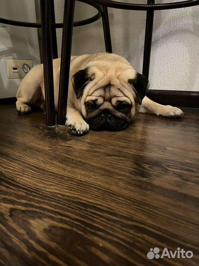 Мопс вязка мальчик