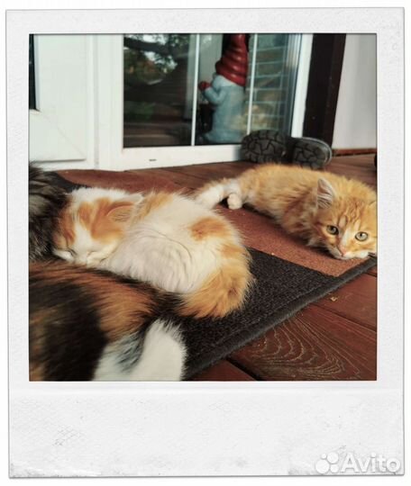 Рыжий котенок в добрые руки