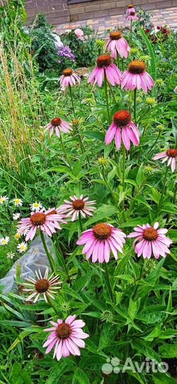 Хризантемы многолетние