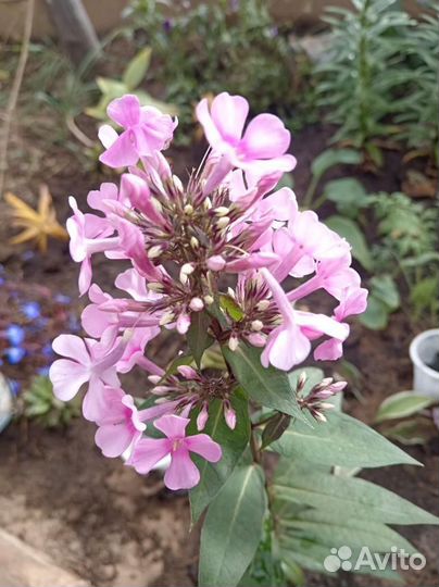 Многолетние цветы