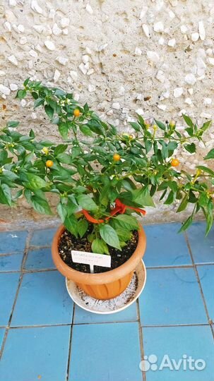 Перец острый комнатный Бусинка с плодами