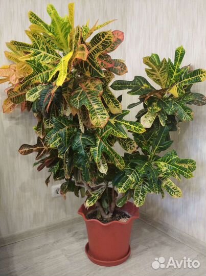 Кодиеум кротон