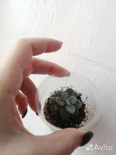 Суккуленты