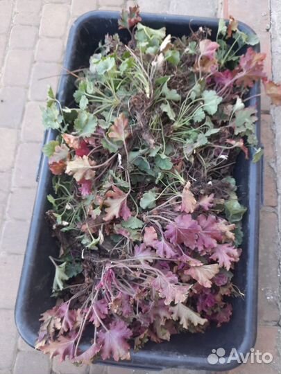 Продаю гейхеры