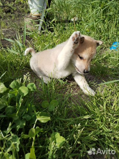 Щенки западно сибирской лайки