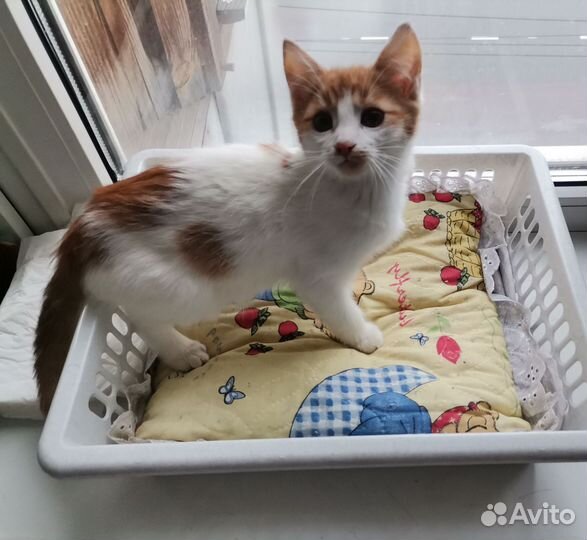 Котенок мальчик ищет заботливых хозяев