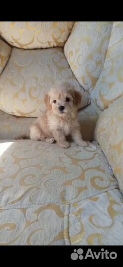 Голд мальтипу мальчик f1