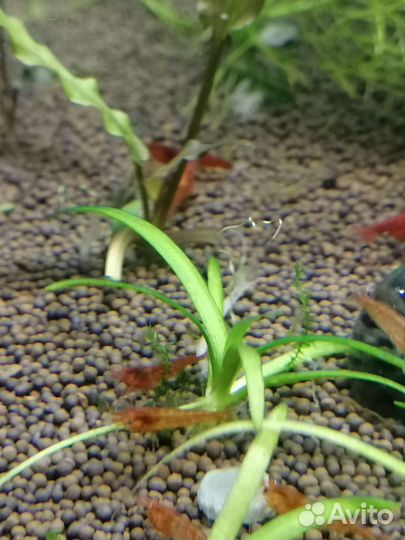 Рыбки, креветки и растения