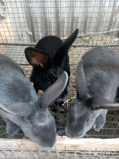 Кролики породы рекс