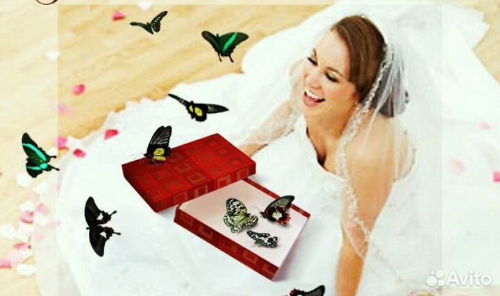 Живые бабочки с цветами