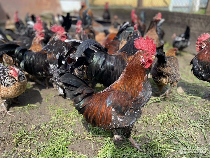 Карликовый петух