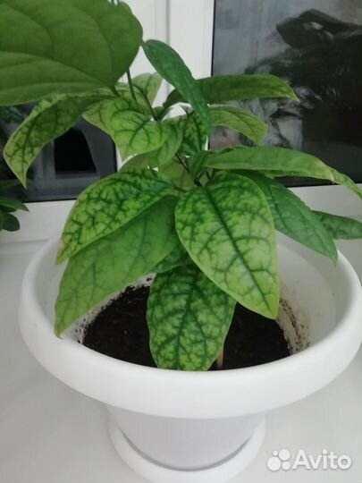 Клеродентрум, декабрист белый и фуксия цветущие