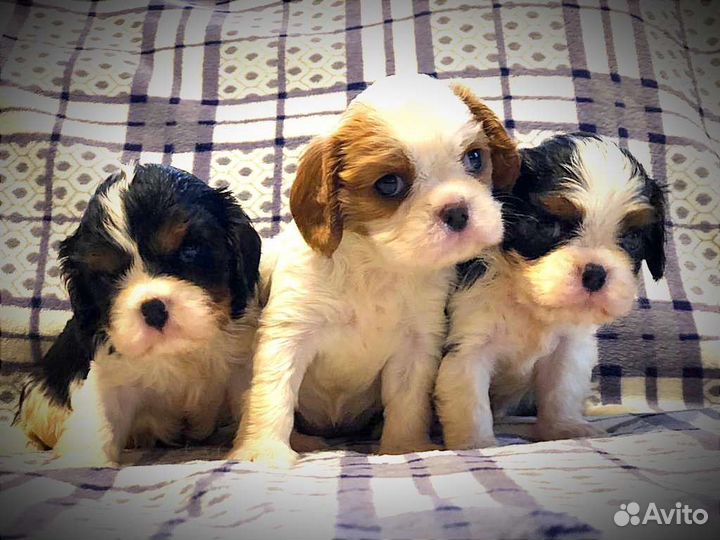 Кавалер кинг чарльз спаниель