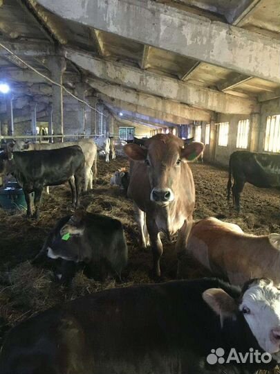 Телки нетели