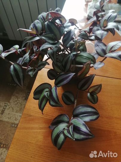 Траьесканция зебрина