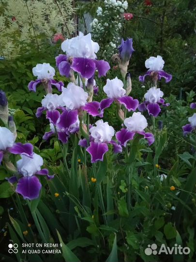 Ирисы бородатые сортовые
