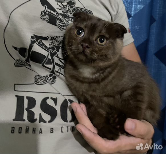 Шотландский вислоухий котёнок