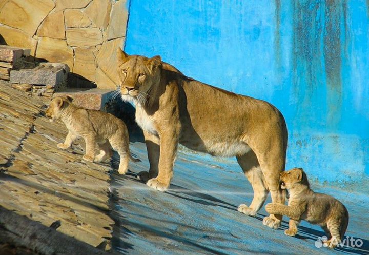 16.сен.23 Тур Ижевск: зоопарк+термы /хп3029.01