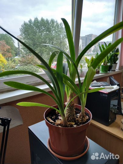 Продам цветы комнатные. Кливия