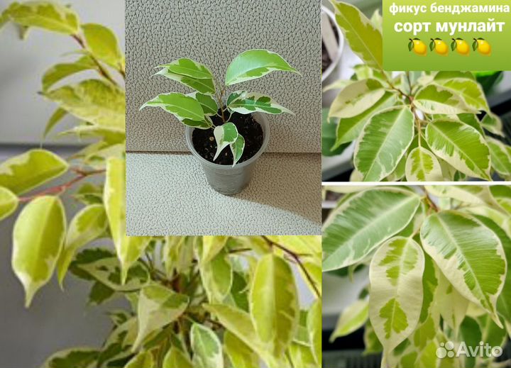 Фикус Бенджамина (сорт 