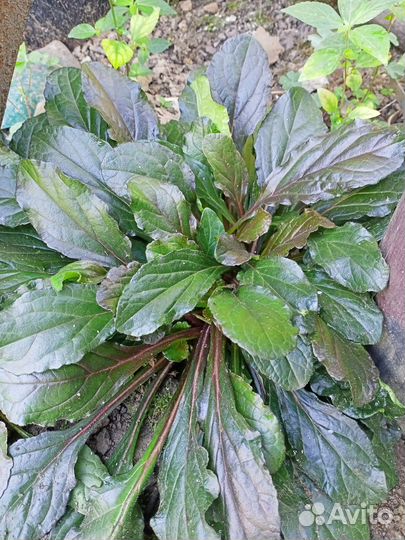 Живучка ползучая - Аюга