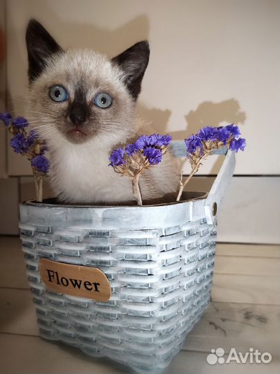 Сиамские кошечки