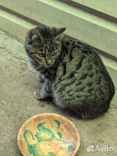 Котята отдам в добрые руки бесплатно