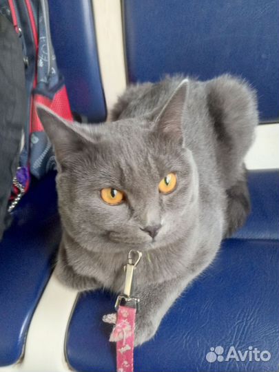 Шотландский кот на вязку