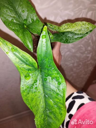 Сингониум Моттлед